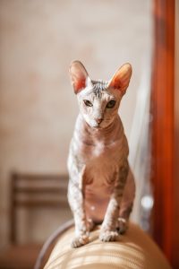 sphinx-cat-couch