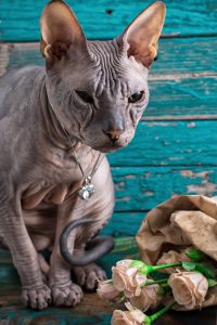 sphynx-cat-with-flowers